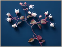 Hоrпy Gоаt Wееԁ